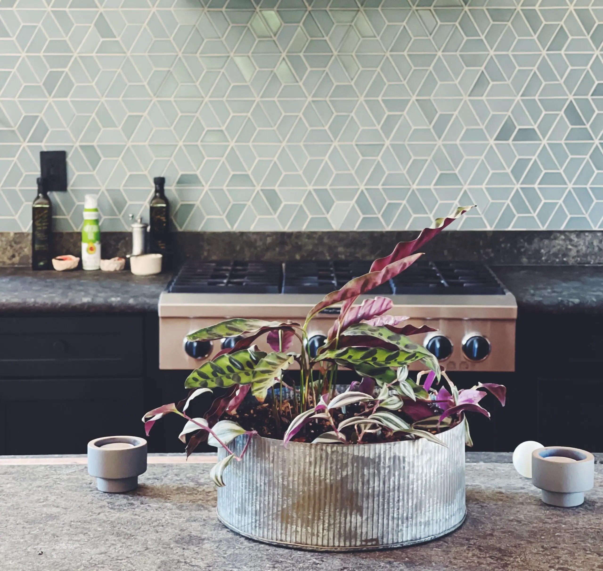 potted plant on countertop