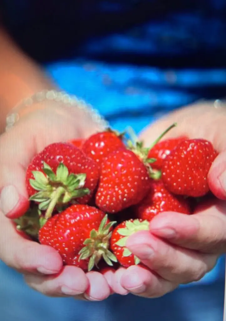 holding strawberries in hands