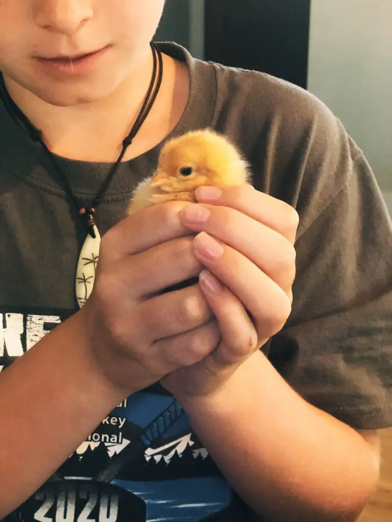 boy holding baby chick