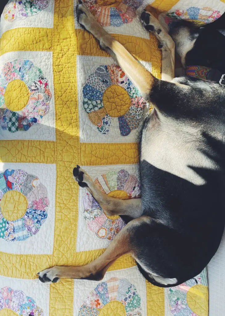 dog sleeping on a vintage quilt