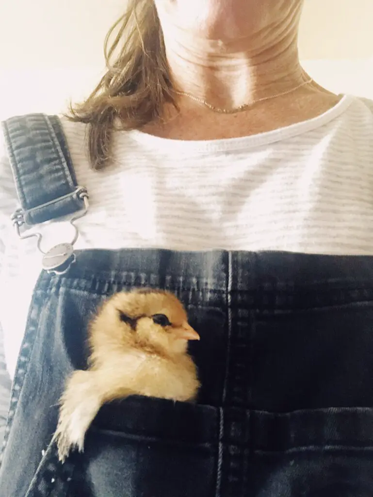 chick in my pocket