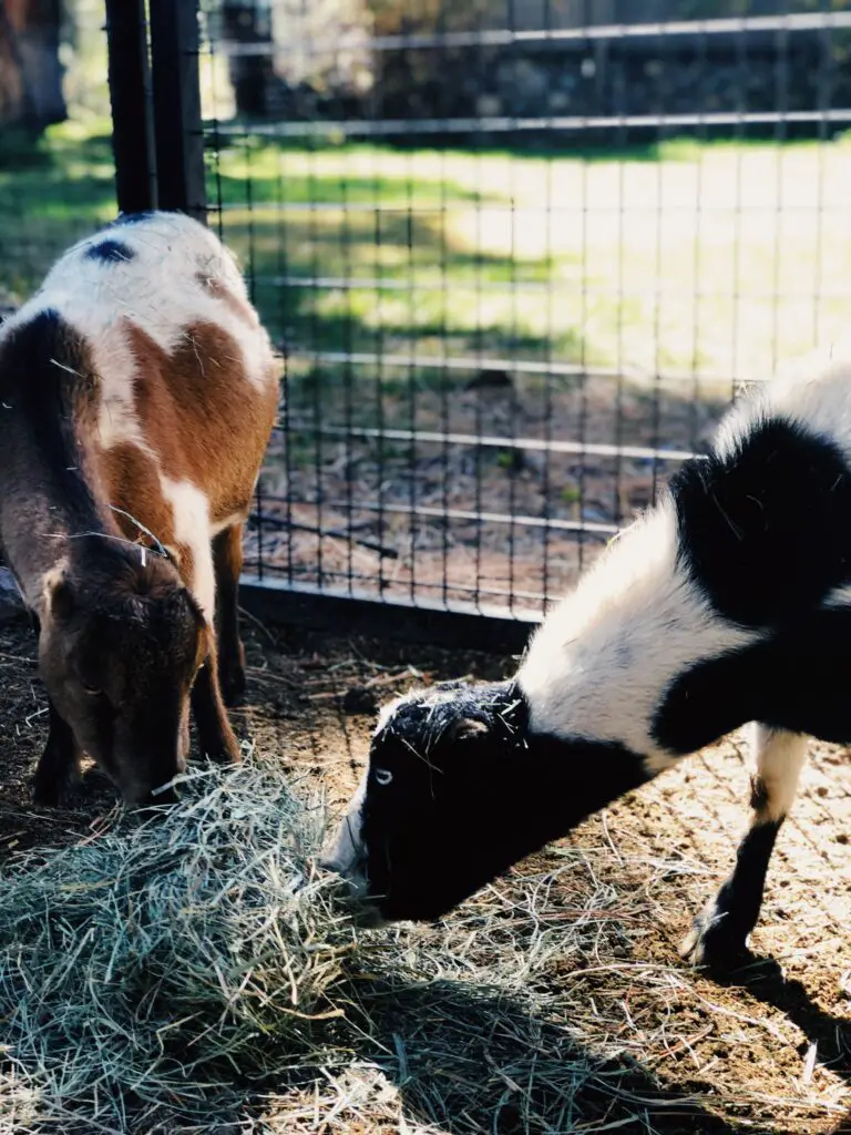 two goats eating hay