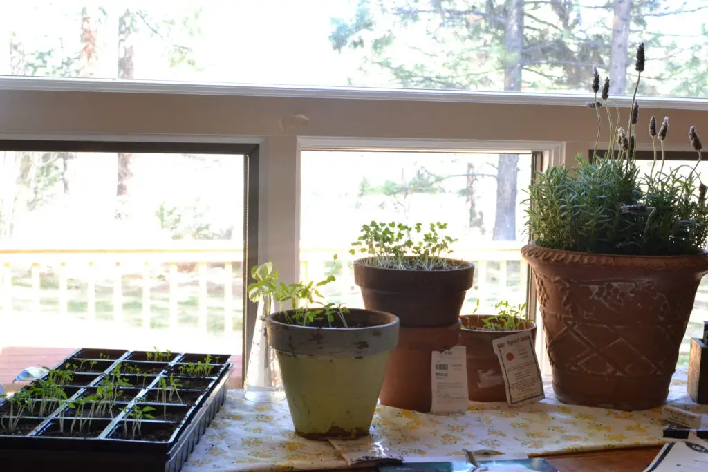 seed starting on table by window