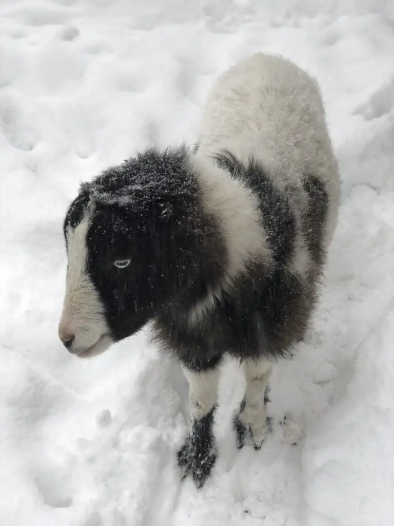 goat in the snow