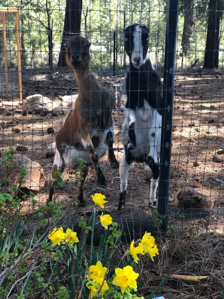 two goats at a fence