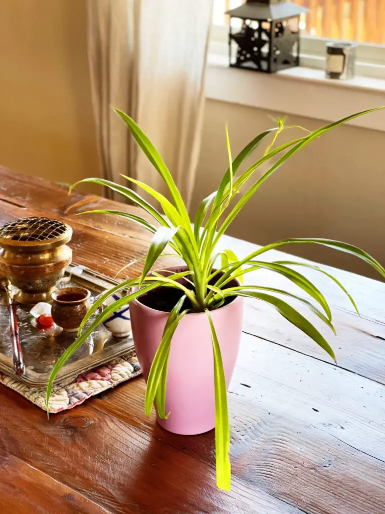 Spider plant in pink planter on table