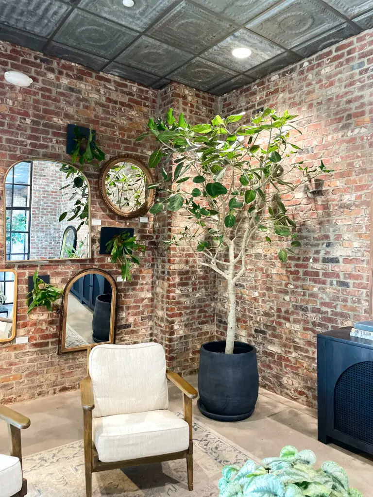 jumbo sized house plant against brick wall decorated with mirrors